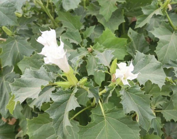 盈股网在线 爱挖野菜注意！这5种野菜千万别吃